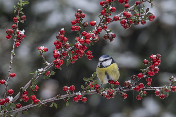 Blaumeise (Parus caerulea), Emsland, Niedersachsen, Deutschland