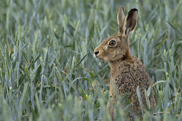 Europäischer Feldhase (Lepus europaeus), erwachsenes Tier in einem...