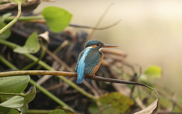 Ein Eisvogel (Alcedo atthis), Sreepur, Gazipur, Bangladesch