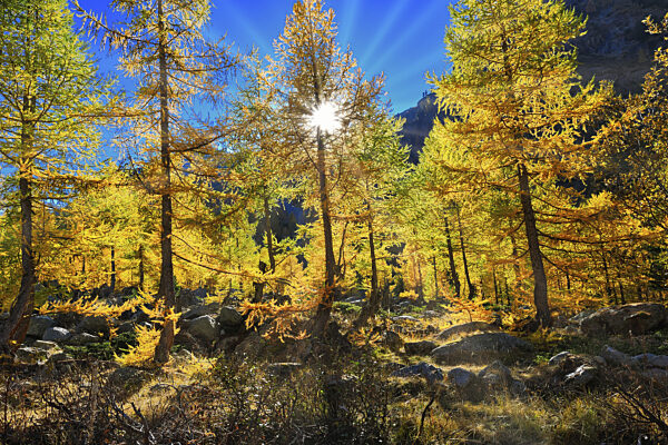 Strahlend gelbes Herbstlaub erleuchtet von der Sonne strömt durch einen...