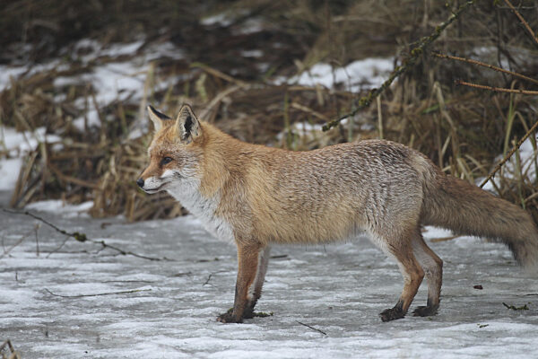 Rotfuchs (Vulpes vulpes) auf zugefrorenem Bach, Allgäu, Bayern, Deutschland...