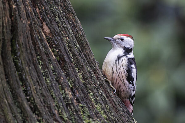 Mittelspecht (Leiopicus medius), Emsland, Niedersachsen, Deutschland