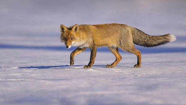 Rotfuchs (Vulpes vulpes), bei der Nahrungssuche auf einer mit Schnee...