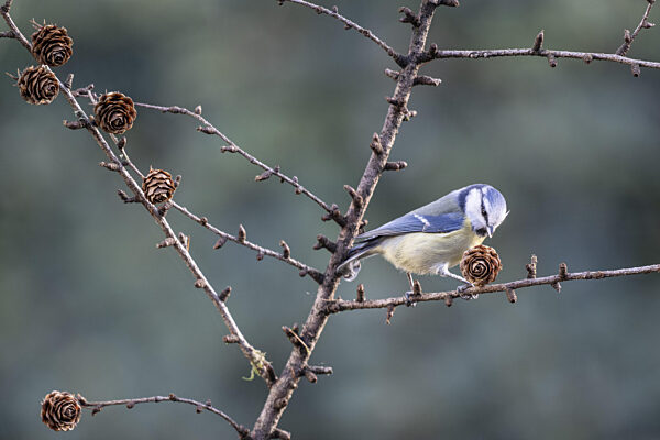 Blaumeise (Parus caerulea), Emsland, Niedersachsen, Deutschland
