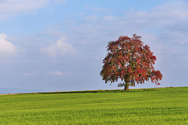 Rot verfärbter Birnenbaum (Pyrus), auf Wiese stehend, Beinwil, Freiamt...
