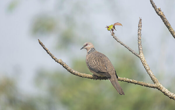 Tüpfeltaube oder östliche Tüpfeltaube (Spilopelia chinensis) auf einem Ast...