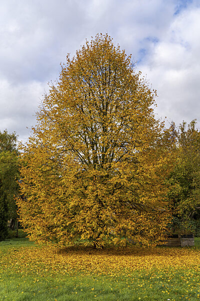 Freistehender Lindenbaum (Tilia) mit goldgelben Blättern im Herbst