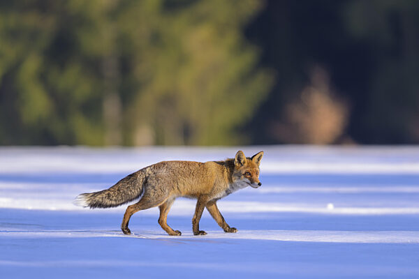 Rotfuchs (Vulpes vulpes), bei der Nahrungssuche auf einer mit Schnee...