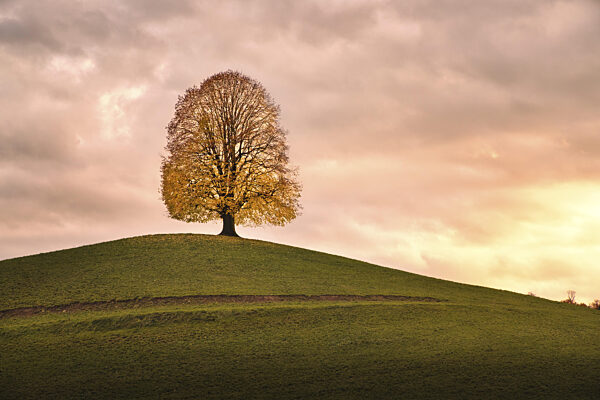 Baum in Herbstlaub auf Hügel, Drumlins, Zug, Schweiz