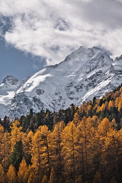 Bäume in Herbstfarben vor Gletscher, goldene Lärchen, Graubünden, Schweiz