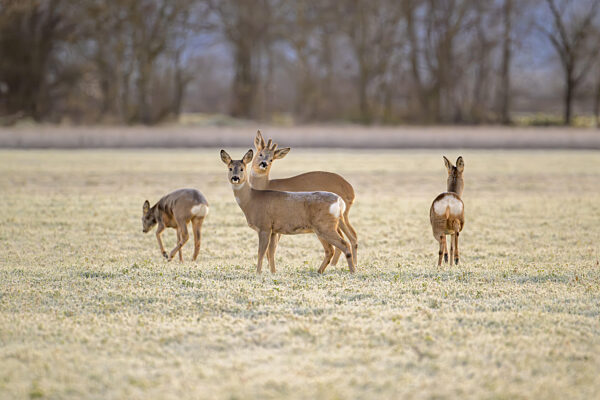 Eine Gruppe von vier Hirschen auf freiem Feld im sanften Licht der...