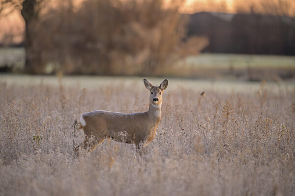 Ein Reh steht auf einem Feld mit Bäumen, die vor einem...