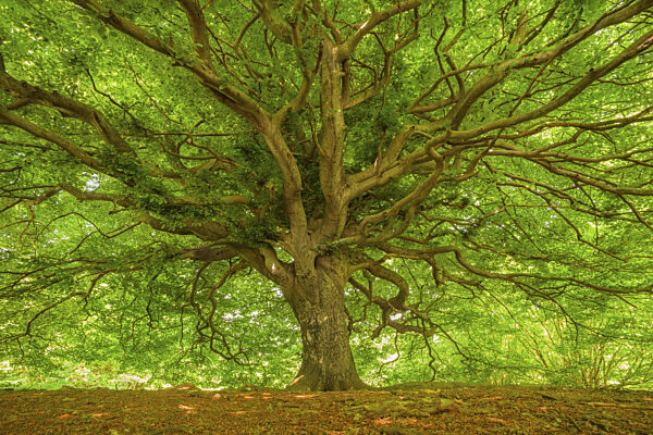Ein Baum mit einem ausgedehnten Blätterdach aus grünen Blättern...