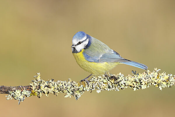 Blaumeise (Parus caeruleus), sitzt auf mit Moos und Flechten bewachsenen Ast...