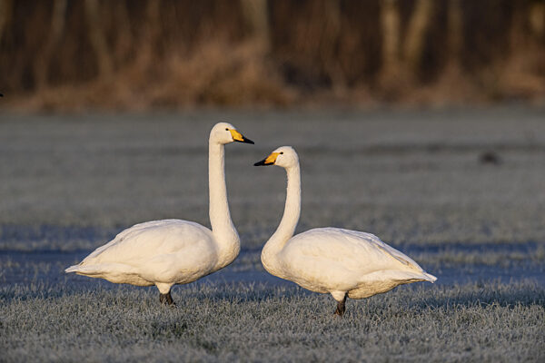 Singschwäne (Cygnus cygnus), Emsland, Niedersachsen, Deutschland