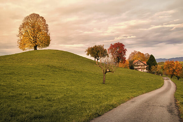 Bäume in Herbstlaub auf Hügel, Zug, Schweiz