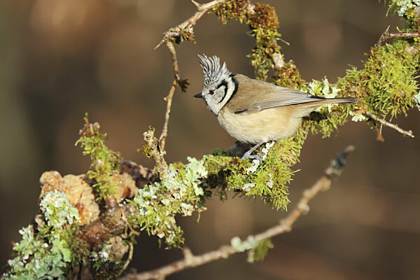 Haubenmeise, Lophophanes cristatussitzt auf einem Ast...