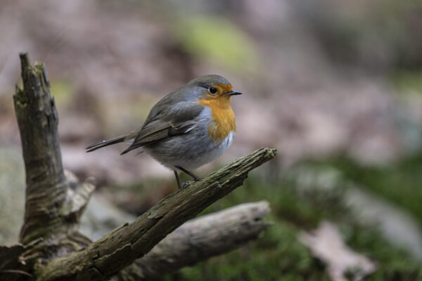 Rotkehlchen (Erithacus rubecula), Emsland, Niedersachsen, Deutschland