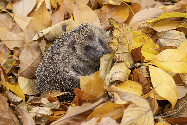Europäischer Igel (Erinaceus europaeus), erwachsenes Tier auf herbstlich...