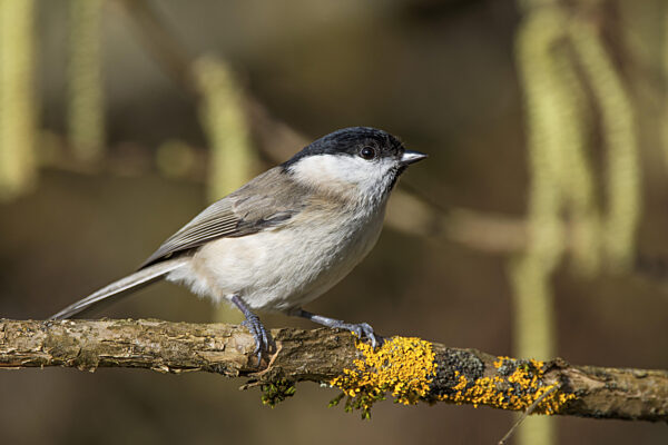 Sumpfmeise (Parus palustris) sitzt auf einem Ast mit gelbem Moos in der...