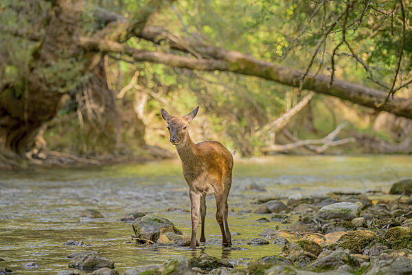 Ein junges Reh, das in einem flachen Fluss steht...