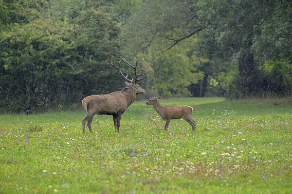 Ein Hirsch und ein Kitz auf einer üppigen...