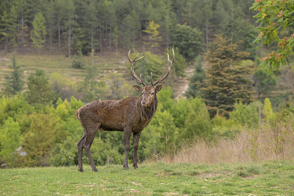Einzelnes Reh mit Geweih, das in einem Wald mit üppigem Grün steht...