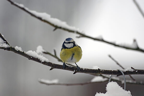 Blaumeise (Cyanistes caeruleus), Schnee, Zweig, buntes Gefieder...