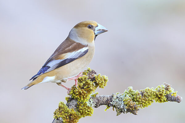 Kernbeißer (Coccothraustes coccothraustes) Weibchen sitzt auf mit Moos und...