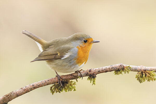 Rotkehlchen (Erithacus rubecula), sitzt auf mit Moos bewachsenen Ast...