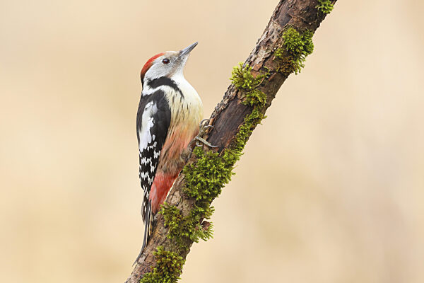 Mittelspecht (Dendrocopos medius), Männchen sitzt an einem mit Moos...