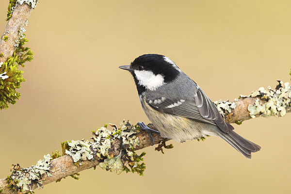 Tannenmeise (Periparus ater), sitzt auf mit Moos und Flechten bewachsenen...