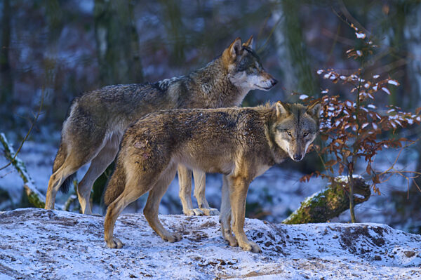 Zwei Wölfe auf einem verschneiten Hügel, umgeben von Bäumen im späten...