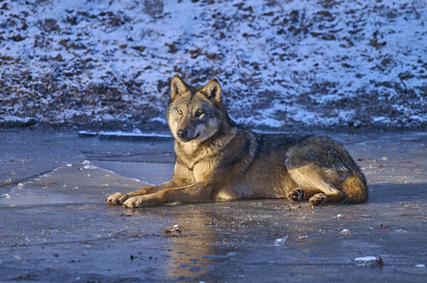 Ein Wolf liegt ruhig auf einer Eisschicht im verschneiten Terrain, Winter...