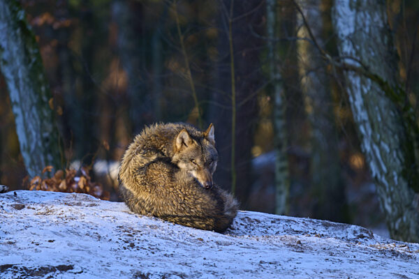 Ein schlafender Wolf ist im schneebedeckten Wald zusammengerollt, Winter...