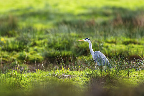 Graureiher, Ardea cinerea, Vogel im Winter auf Sümpfen im Winter weiches...