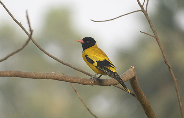 Ein Schwarzkappentrupial (Oriolus xanthornus), Sreepur, Gazipur, Bangladesch