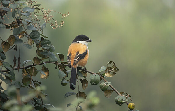 Ein Langschwanzwürger oder Rotrückenwürger (Lanius schach) auf einem Ast...