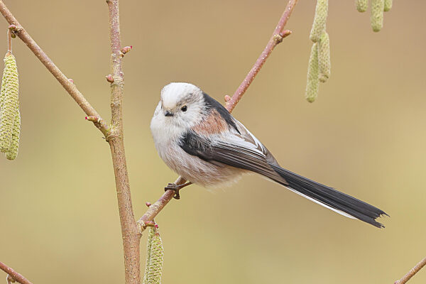 Schwanzmeise (Aegithalos caudatus) sitz auf dem Strauch einer Haselnuss...