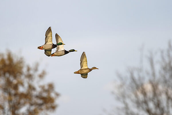 Stockente, Anas platyrhynchos, Vögel im Flug über Sümpfe