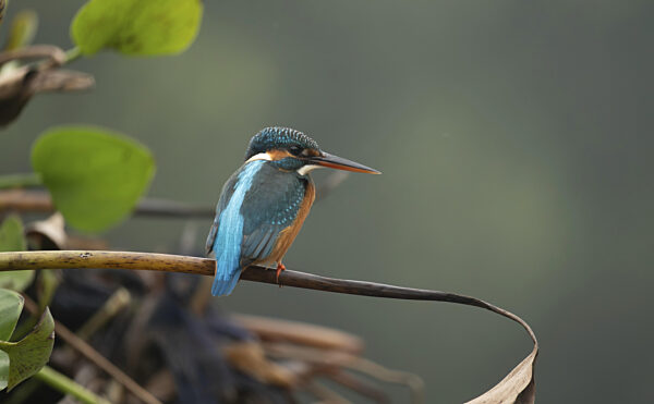 Ein Eisvogel (Alcedo atthis), Sreepur, Gazipur, Bangladesch