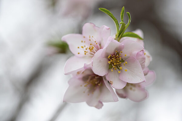 Zarte rosafarbene Mandelblüten, die in einem sanften Fokus eingefangen sind...