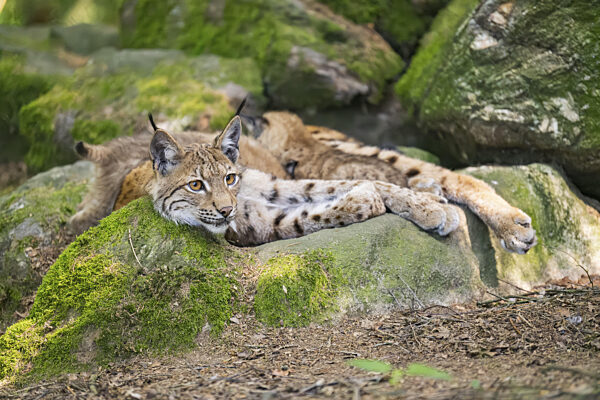 Luchsmutter (Lynx lynx) mit ihren Jungen auf einem Felsen in einem Wald...