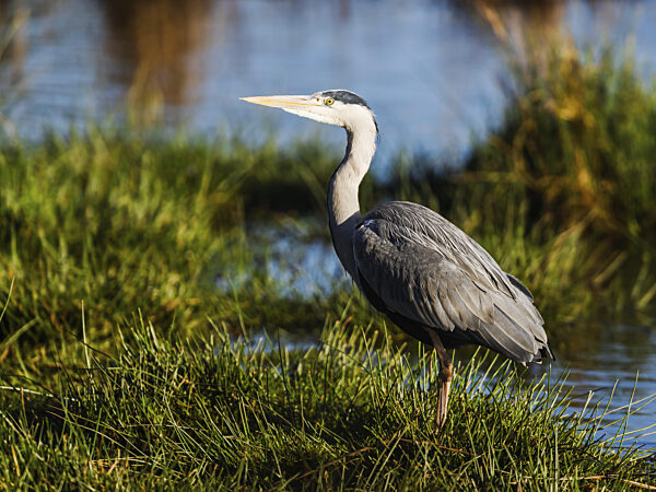 Graureiher, Ardea cinerea, Vogel im Winter auf Sümpfen im Winter