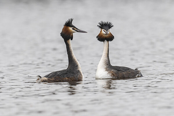 Haubentaucher (Podiceps cristatus), Balz, Emsland, Niedersachsen, Deutschland