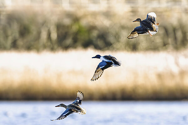 Northern Shoveler, Spatula clypeata, Vögel im Flug über Sümpfen, Devon...