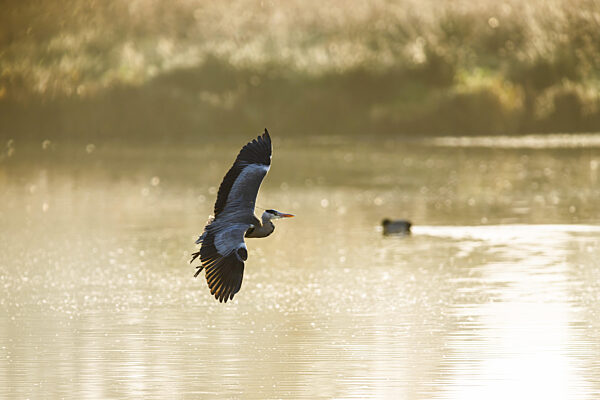 Graureiher, Ardea cinerea, Vogel im Winter auf Sümpfen im Winter weiches...