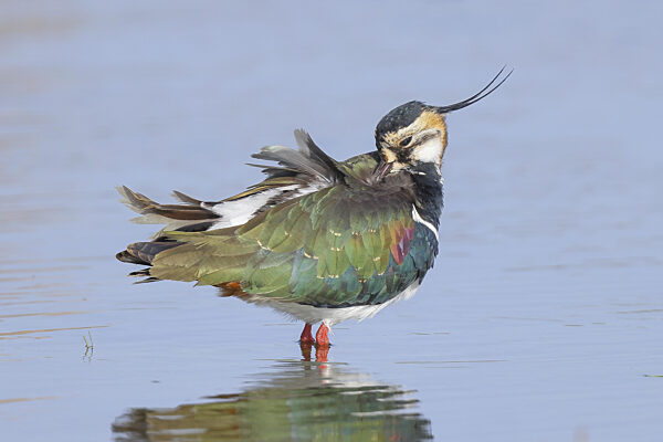 Kiebitz (Vanellus vanellus), Prachtkleid, steht in seichtem Wasser...