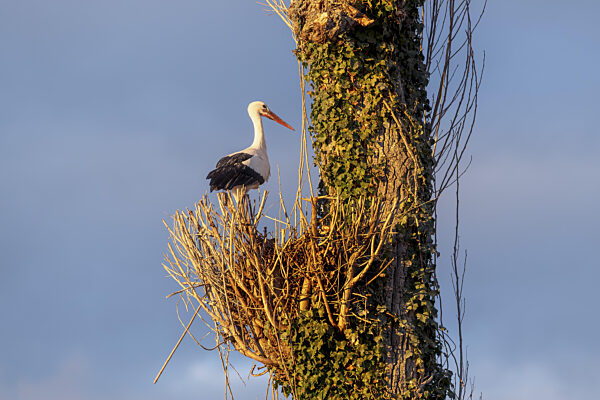 Weissstorch, Rapperswil, Schweiz