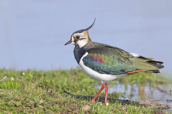 Kiebitz (Vanellus vanellus), Prachtkleid, bei der Nahrungssuche an einem...